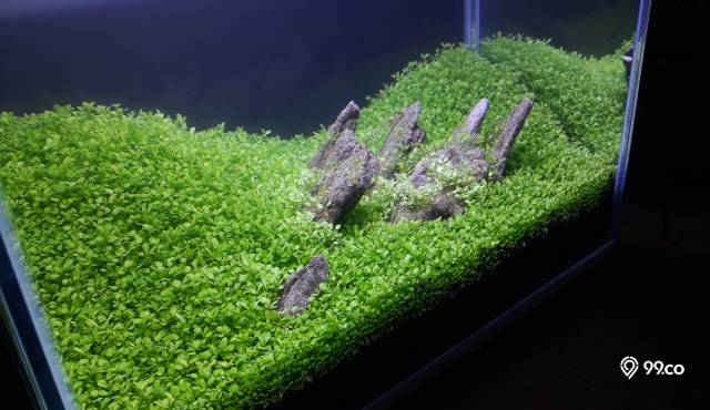 Cara Membuat Aquascape Iwagumi ala Jepang yang Mudah Dipraktikkan