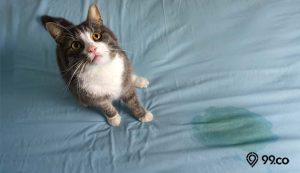 5 Cara Menghilangkan Bau Pipis Kucing di Kasur yang Paling Mudah dan Efektif. Cobain, yuk!