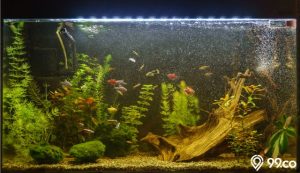 gambar aquascape