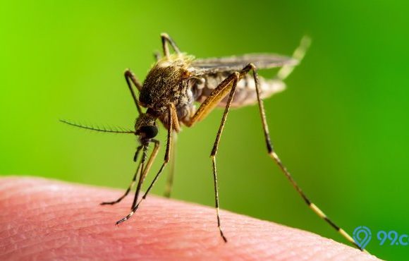 10 Contoh Simbiosis Parasitisme dalam Kehidupan, Disertai Penjelasan Lengkap