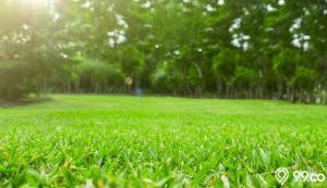 3 Jenis Rumput Sintetis yang Bisa Percantik Taman. Dilengkapi Harganya!