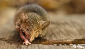 5 Cara Membuat Lem Tikus yang Ampuh dengan Bahan Sederhana, Aman dan Efektif!