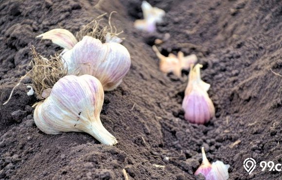 5 Tanaman Obat Tradisional Katarak yang Bisa Ditanam di Lingkungan Rumah