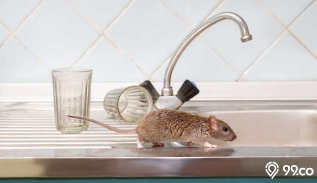 Jarang yang Tahu, Inilah 7 Penyebab Tikus Masuk Rumah. Wajib Dihindari!
