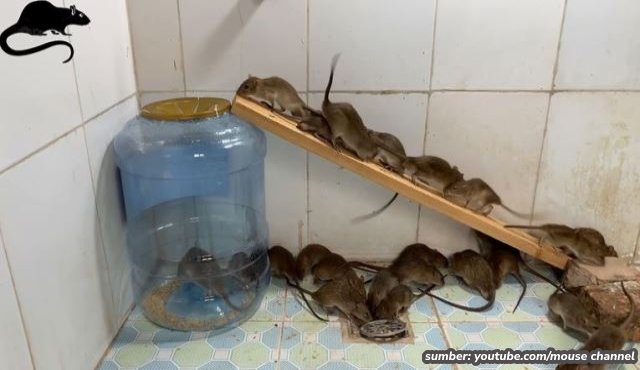 Cara Membuat Perangkap Tikus dari Galon Bekas. Mudah dan Efektif!