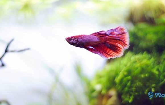 10 Inspirasi Desain Aquascape Cupang Hias Tanpa Filter. Simpel, Mudah Dibuat!