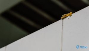 arti bunyi cicak di dalam rumah