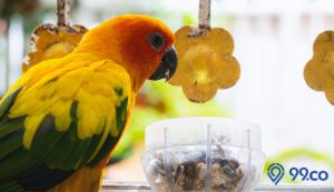 cara merawat burung lovebird untuk pemula