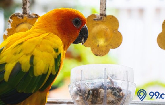 cara merawat burung lovebird untuk pemula