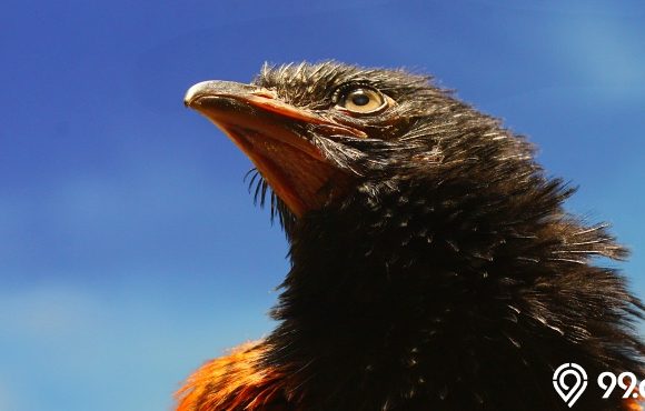 harga burung bubut