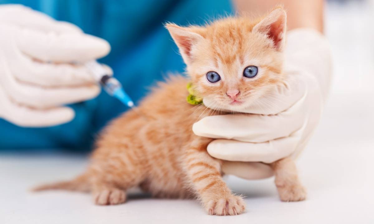 harga vaksin kucing