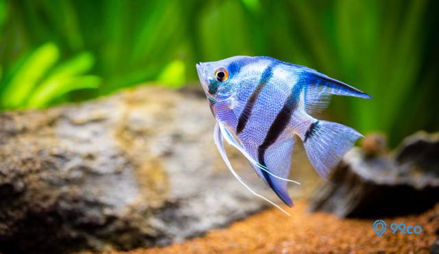 jenis ikan manfish
