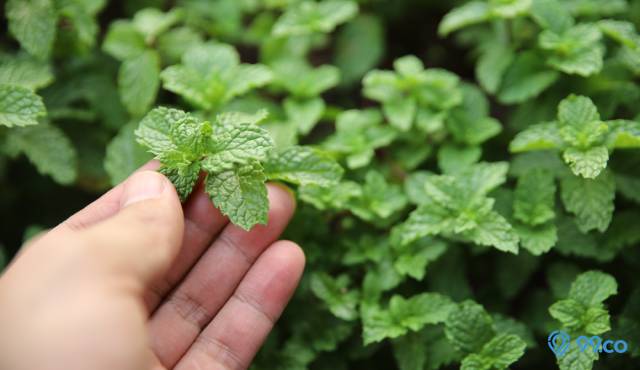 jenis tanaman mint
