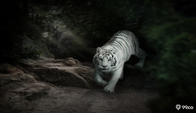 khodam macan putih
