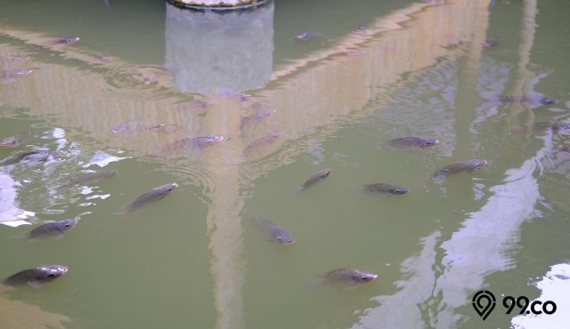 9 Makanan Ikan Nila agar Cepat Besar, Mudah Ditemukan. Ini Daftarnya!