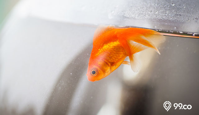 7 Penyebab Ikan Hias Mati di Aquarium secara Mendadak dan Cara Mengatasinya