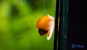 Cara Menghilangkan Siput di Aquarium dengan Benar agar Tidak Muncul Kembali. Dijamin Ampuh!