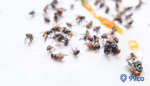 5 Alasan Kenapa Banyak Lalat di Dalam Rumah dan Cara Mengatasinya. Catat Baik-Baik, ya!