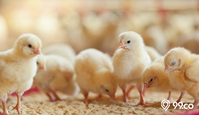 cara merawat anak ayam yang baru menetas