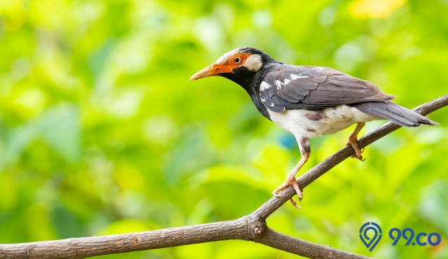cara merawat burung jalak suren agar gacor dan sehat