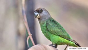 10 Jenis Burung Nuri yang Bisa Dipelihara dan Dilindungi. Terlengkap!