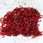 Cara Budidaya Cacing Darah di Rumah untuk Pemula. Bisa Jadi Ladang Bisnis Potensial!