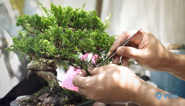 Cara Menanam Bonsai Serut Dongkelan yang Benar. Mudah Dipraktikkan Sendiri!