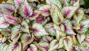 cara merawat begonia rex