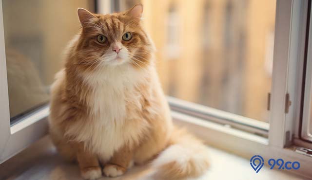 daftar jenis ras kucing besar