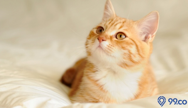 hukum memelihara kucing