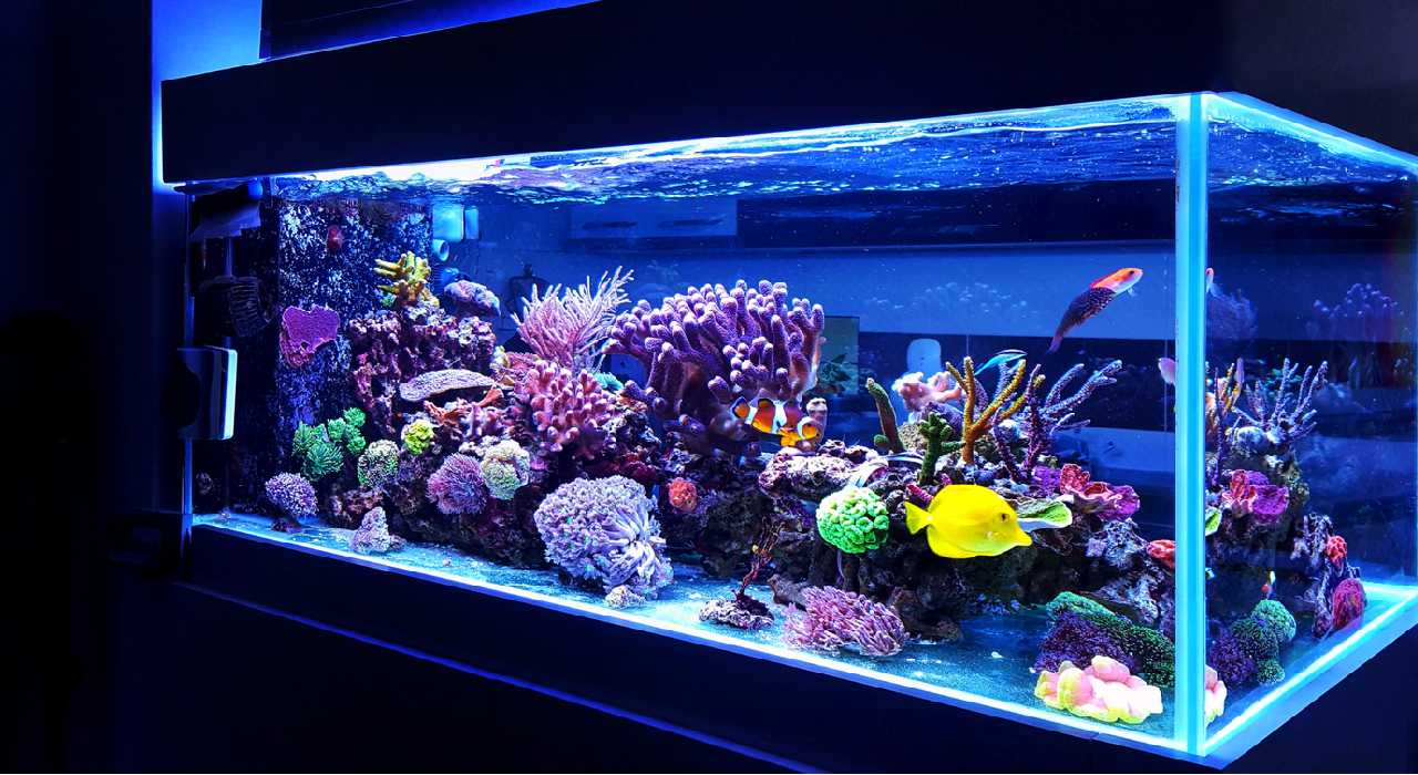 Cara Membuat Aquarium Air Laut untuk Pemula. Pelajari yuk, Supaya Ikan Tak Mati!