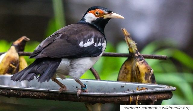 jenis burung jalak yang dapat dipelihara di rumah