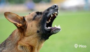 15 Jenis Anjing Galak untuk Jadi Penjaga Rumah. Maling Pasti Takut!