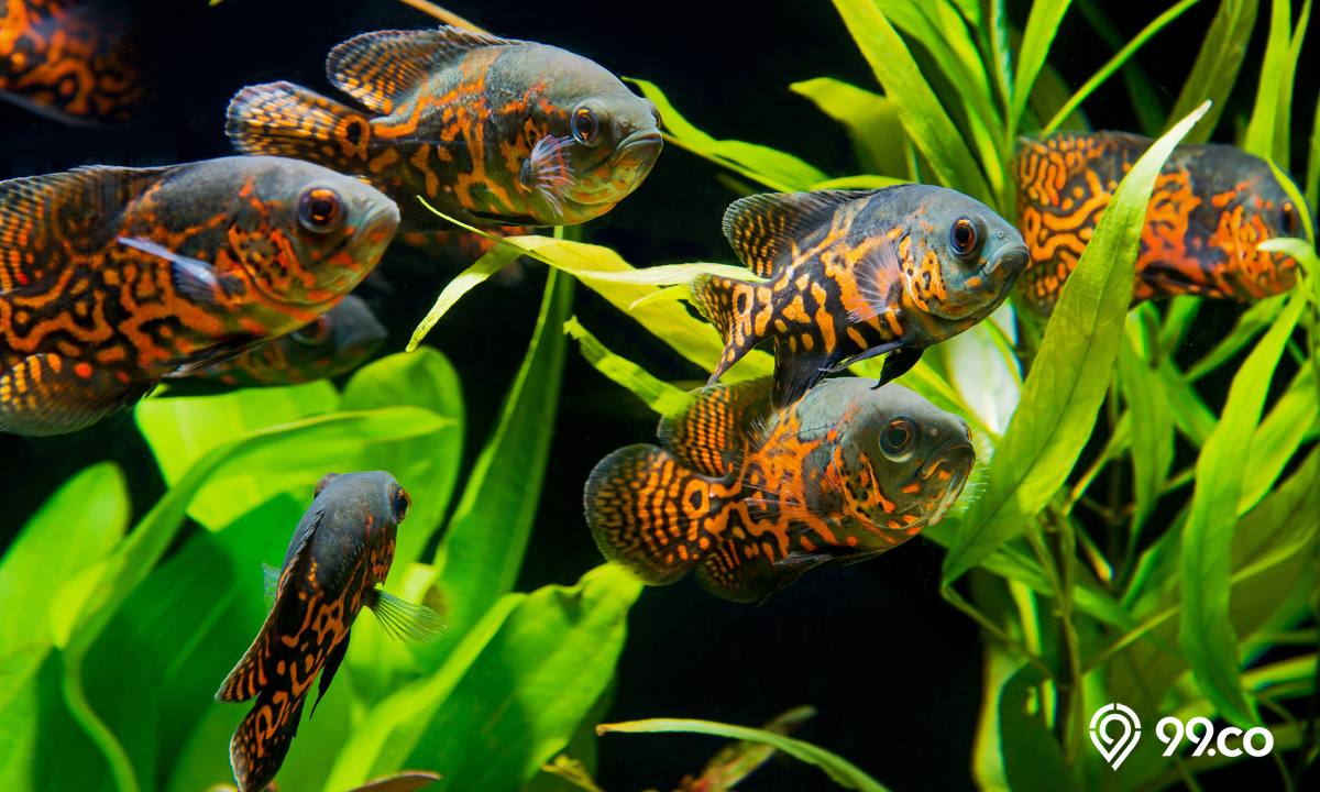 14 Jenis Ikan Hias Aquarium Tercantik yang Mudah Dipelihara. No.6 Unik Banget!