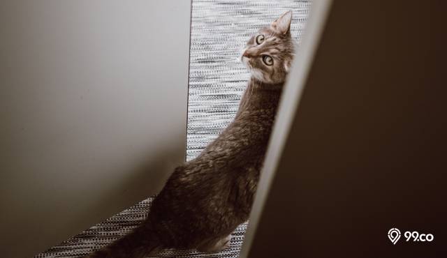 Kenapa Kucing Pergi dari Rumah? Ternyata Ini 6 Penyebab yang Harus Kamu Tahu!
