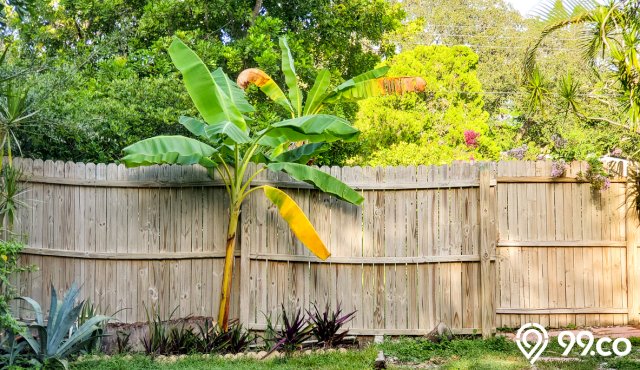 Bukan Cuma Mistis, Ini Alasan Kenapa Pohon Pisang Tidak Boleh Ditanam Didepan Rumah!