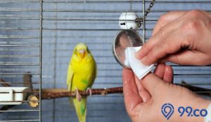 beberapa cara membersihkan kandang burung
