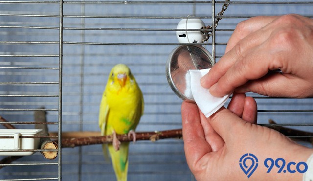 8 Cara Membersihkan Kandang Burung agar Bersih dan Bebas Bau. Mudah serta Gak Ribet!