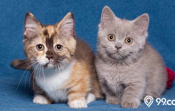fakta menarik kucing munchkin