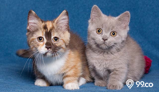 fakta menarik kucing munchkin