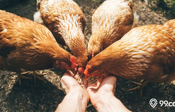 13 Pakan Ayam Alami Terbaik yang Bergizi dengan Nutrisi Tinggi. Bisa Bikin Gemuk!