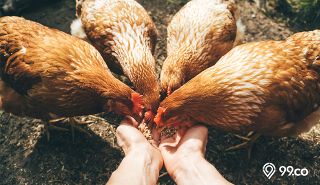 13 Pakan Ayam Alami Terbaik yang Bergizi dengan Nutrisi Tinggi. Bisa Bikin Gemuk!