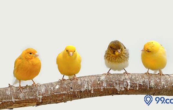 7 Jenis Burung Kenari Paling Populer di Indonesia. Tertarik Memelihara di Rumah?