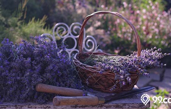 varian jenis bunga lavender