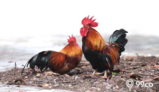 5 Cara Merawat Ayam Bangkok yang Benar untuk Pemula. Perhatikan Asupan Nutrisinya!
