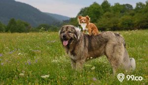 7 Jenis Anjing Besar Berbulu Tebal yang Cocok Sebagai Peliharaan. Gemas Banget!