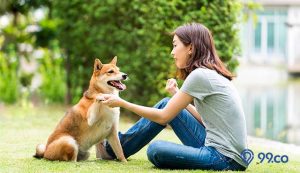 10 Jenis Anjing Paling Setia yang Bisa Jadi Teman Hidupmu. Tertarik Memeliharanya?