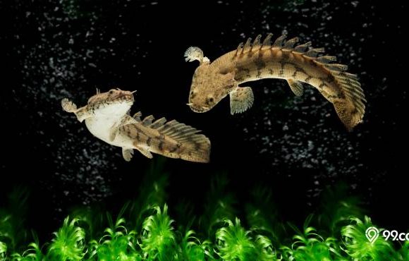 13 Jenis Ikan Palmas dan Harganya, Si Ikan Naga Predator yang Gagah!