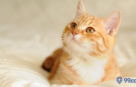 jenis kucing bulu pendek