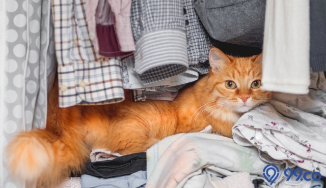Mengungkap Misteri Kenapa Kucing Suka Masuk Lemari. Cat Lover Sudah Tahu?